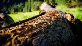 kůrovec yosemite-1739338 960 720